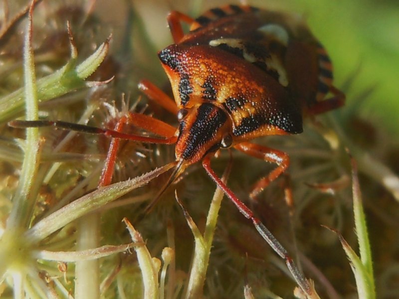 Pentatomidae: Codophila varia su carota selvatica (Sardegna)